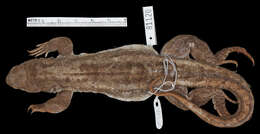 Image of iguanids