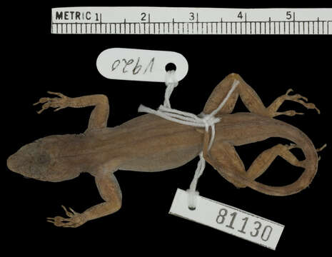 Image de Anolis distichus properus Schwartz 1968