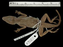 Image of Anolis distichus sejunctus Schwartz 1968