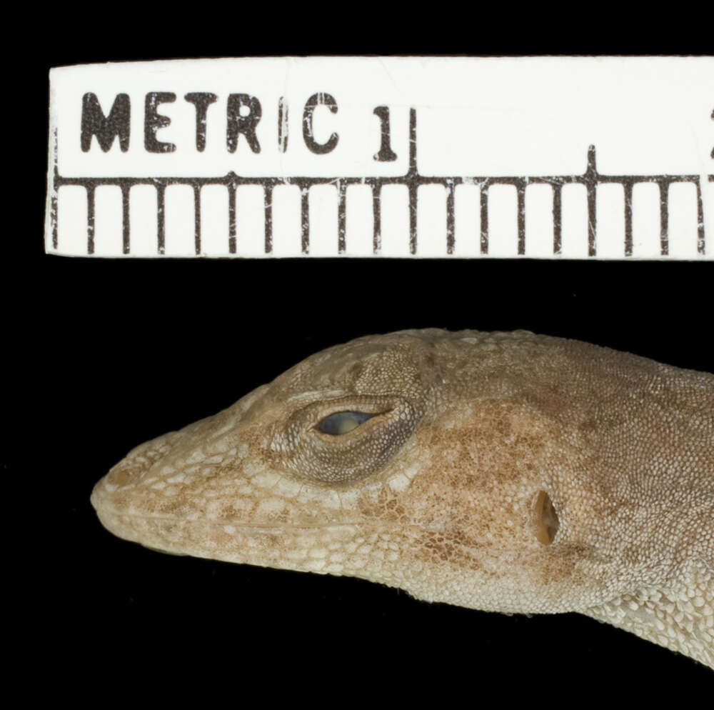 Image of Anolis distichus sejunctus Schwartz 1968