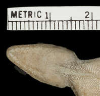 Image of Anolis distichus sejunctus Schwartz 1968