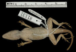 Image of Anolis distichus sejunctus Schwartz 1968