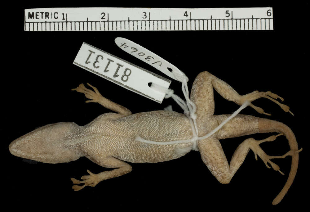 Image of Anolis distichus sejunctus Schwartz 1968