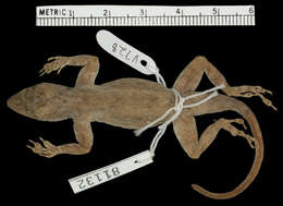 Image of Anolis distichus ravitergum Schwartz 1968