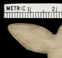 Image of Anolis distichus ravitergum Schwartz 1968