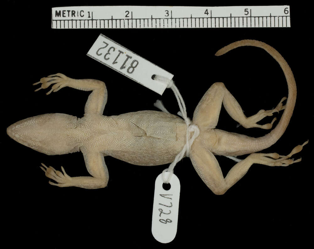 Image of Anolis distichus ravitergum Schwartz 1968