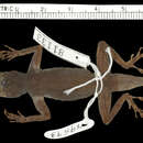 Imagem de Anolis distichus favillarum Schwartz 1968