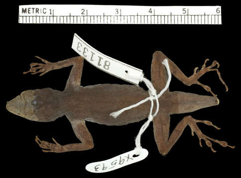 Image de Anolis distichus favillarum Schwartz 1968