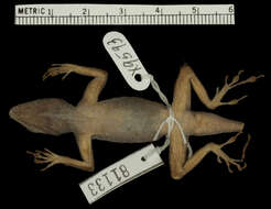 Imagem de Anolis distichus favillarum Schwartz 1968