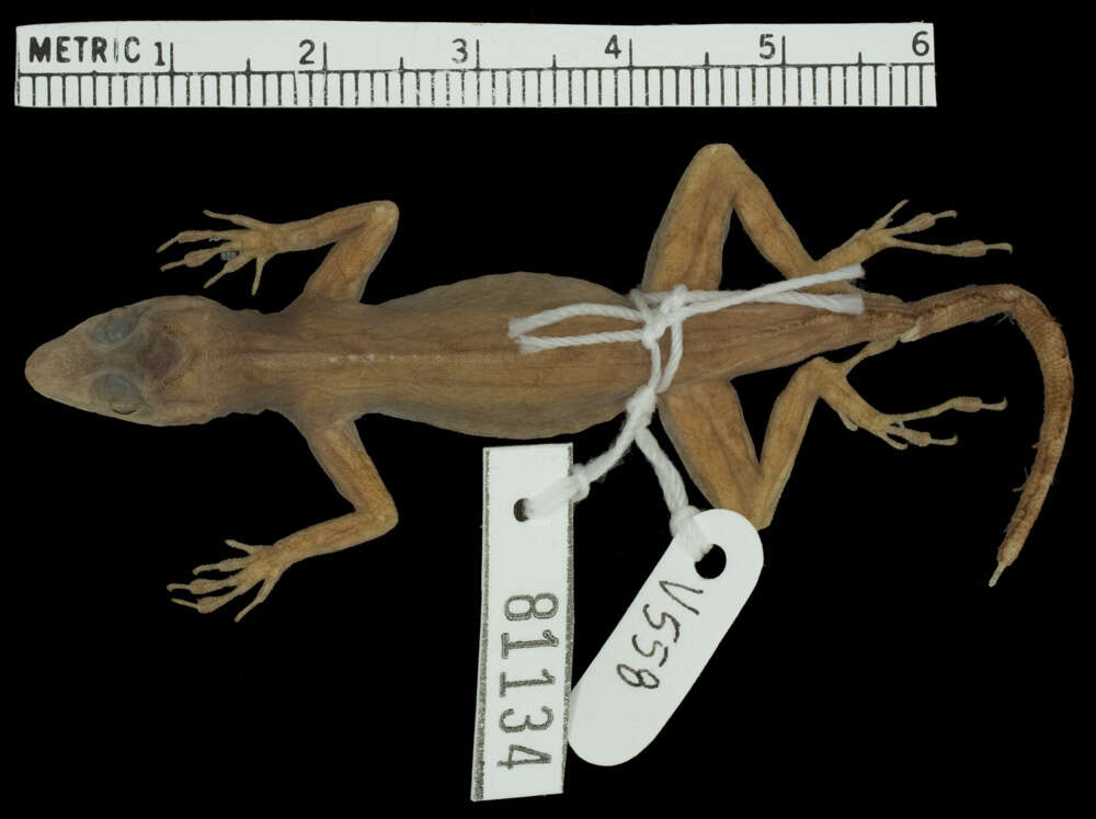 Image of Anolis distichus tostus Schwartz 1968