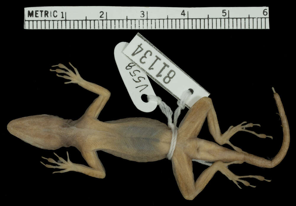 Image of Anolis distichus tostus Schwartz 1968