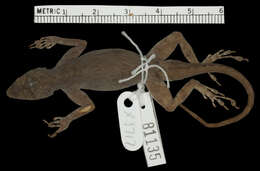 Image of Anolis distichus aurifer Schwartz 1968