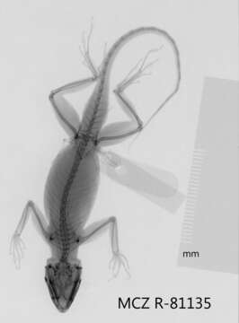 Image de Anolis distichus aurifer Schwartz 1968