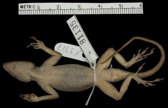 Image de Anolis distichus aurifer Schwartz 1968