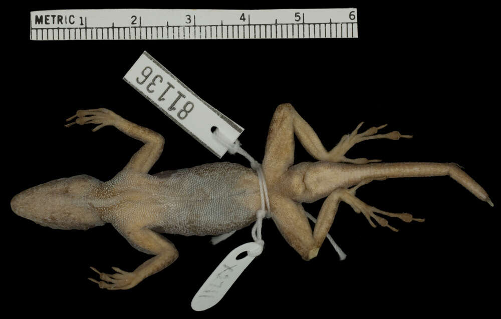 Image de Anolis distichus vinosus Schwartz 1968