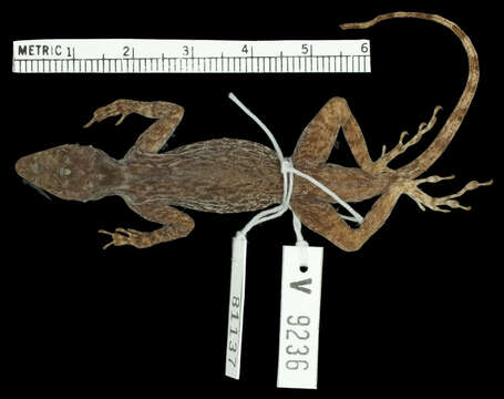 Image of Anolis distichus suppar Schwartz 1968