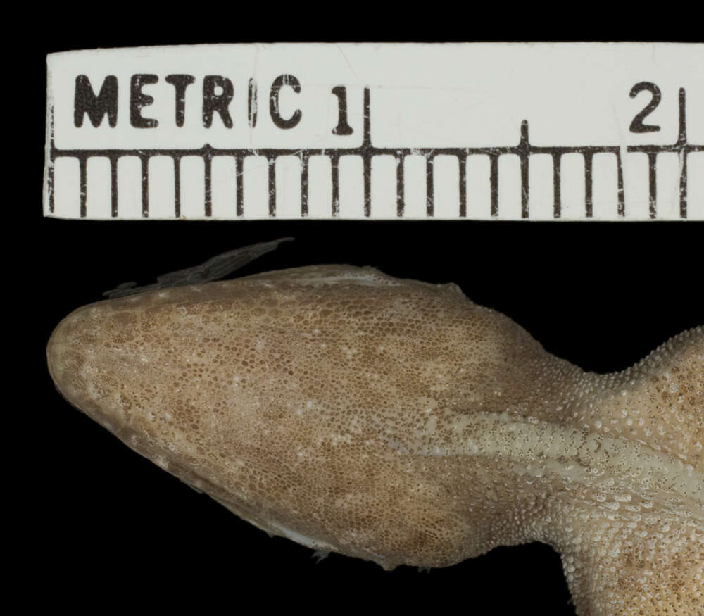 Image of Anolis distichus suppar Schwartz 1968