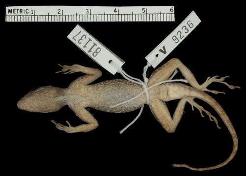 Image of Anolis distichus suppar Schwartz 1968