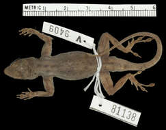 Image de Anolis distichus patruelis Schwartz 1968