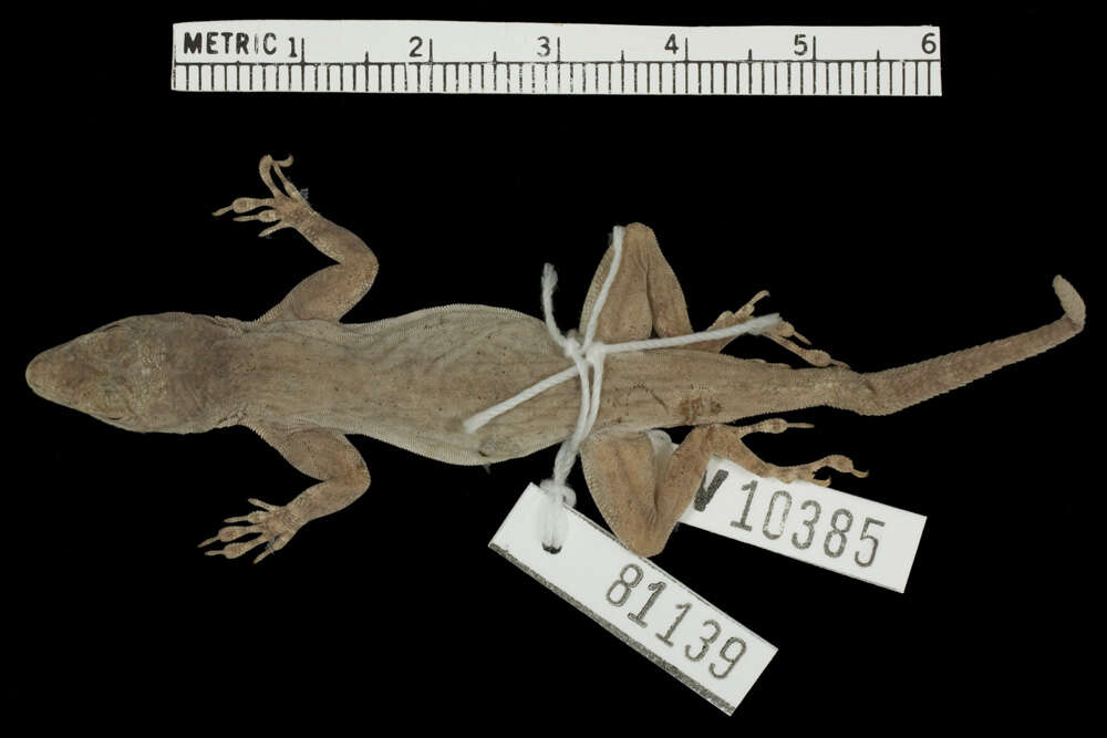 Image of Anolis distichus dapsilis Schwartz 1968