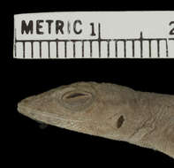 Image of Anolis distichus dapsilis Schwartz 1968