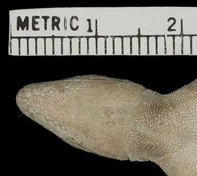 Image of Anolis distichus dapsilis Schwartz 1968