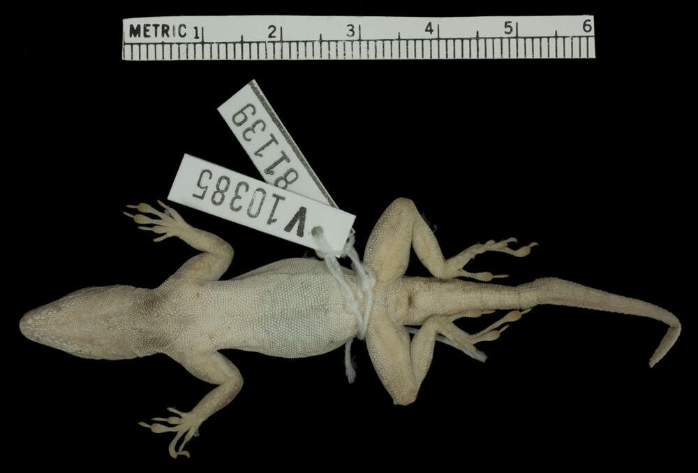 Image of Anolis distichus dapsilis Schwartz 1968