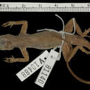 Image of Anolis distichus ocior Schwartz 1968