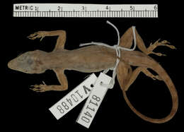 Image de Anolis distichus ocior Schwartz 1968