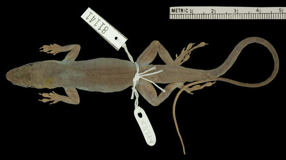 Image of Anolis coelestinus pecuarius Schwartz 1969