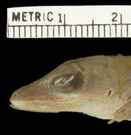 Image de Anolis coelestinus pecuarius Schwartz 1969