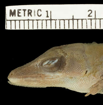 Image of Anolis coelestinus pecuarius Schwartz 1969