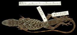 Image of Anolis roquet summus Lazell 1972