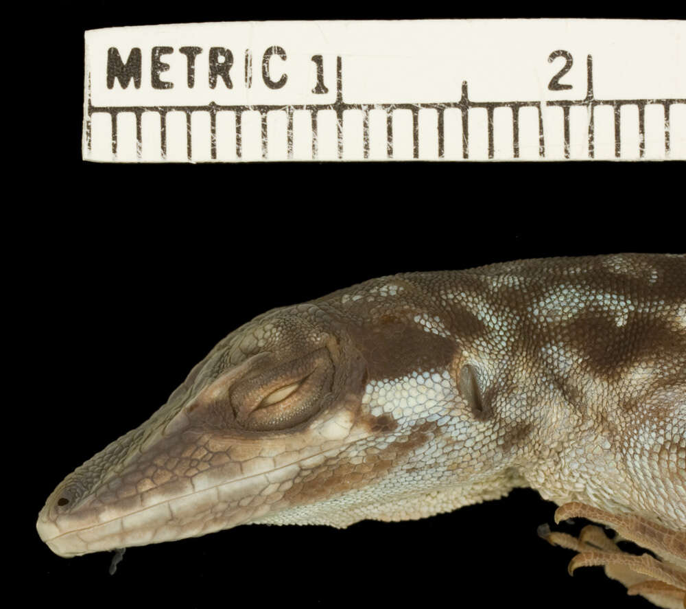 Image of Anolis roquet summus Lazell 1972