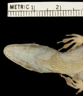 Image of Anolis roquet summus Lazell 1972