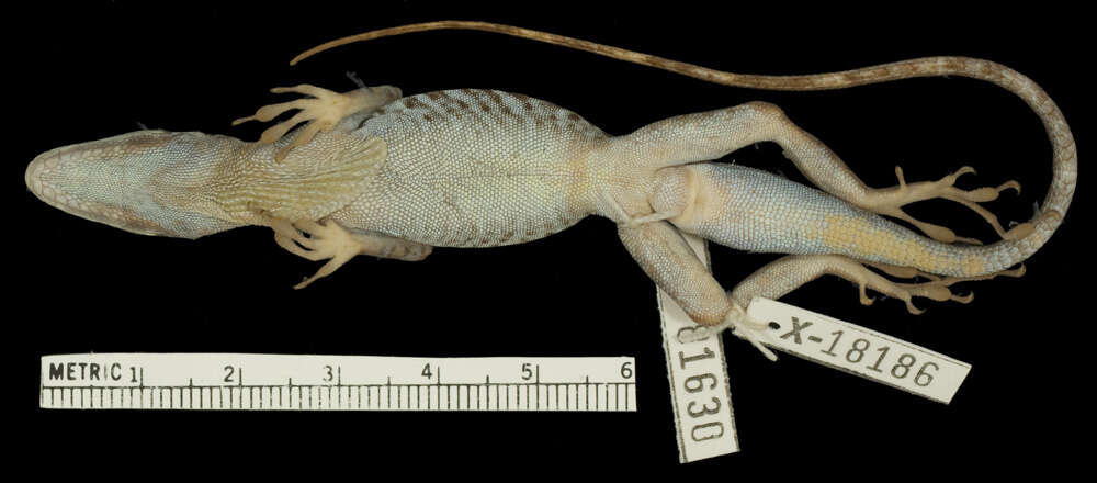 Image of Anolis roquet summus Lazell 1972