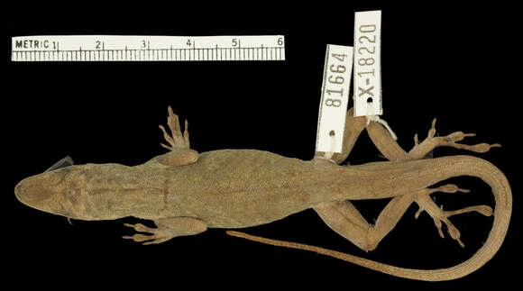 Image of Anolis roquet majolgris Lazell 1972