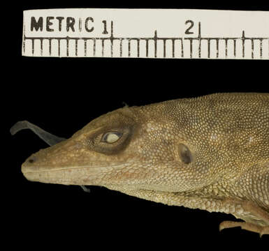 Image of Anolis roquet majolgris Lazell 1972