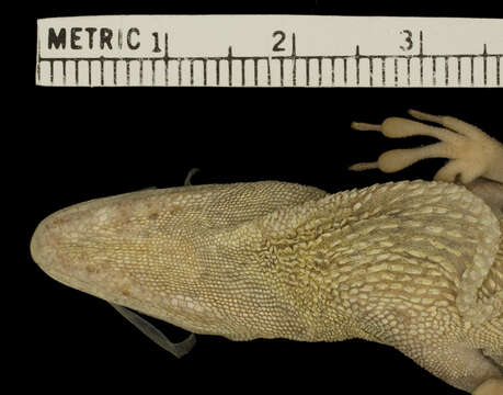 Image of Anolis roquet majolgris Lazell 1972