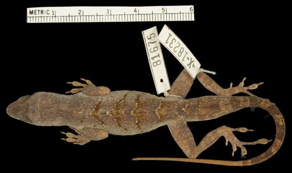 Image of Anolis roquet majolgris Lazell 1972