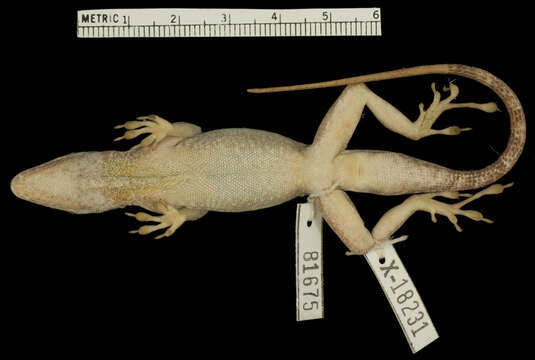 Image of Anolis roquet majolgris Lazell 1972