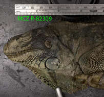 Image of Green iguana