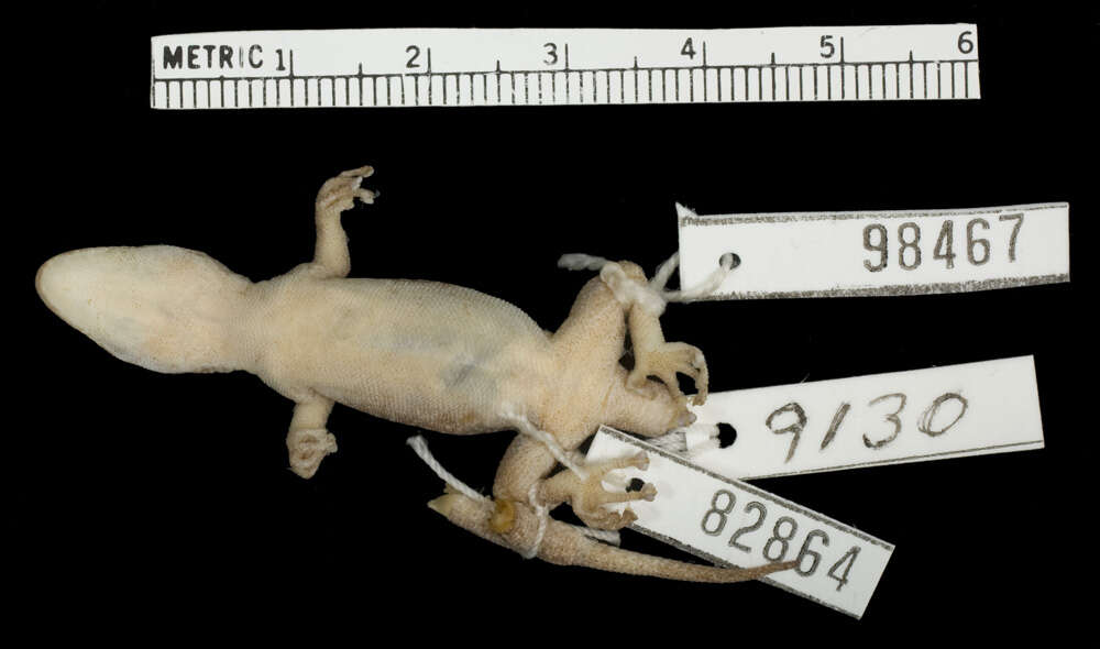 صورة <i>Phyllodactylus tinklei</i>