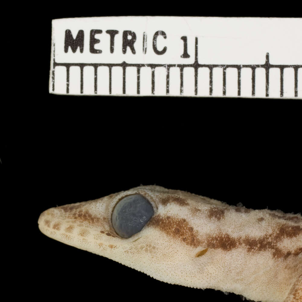 Image of Leaf-toed Gecko