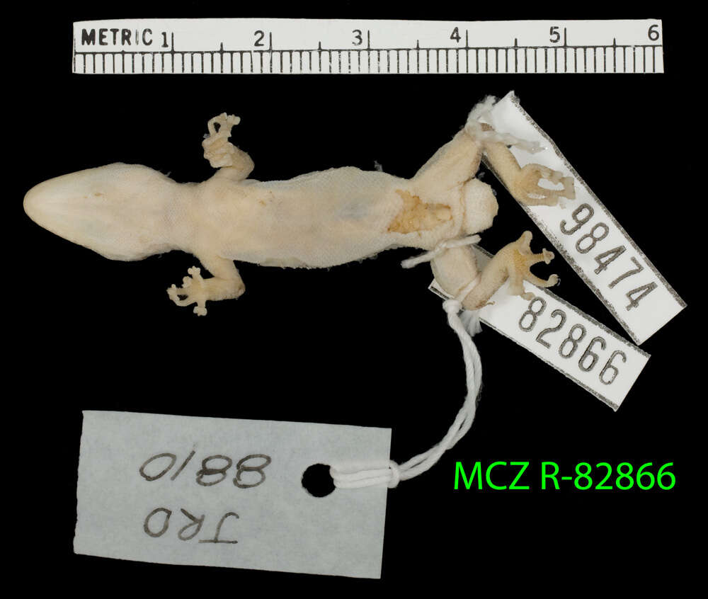 Image of Leaf-toed Gecko