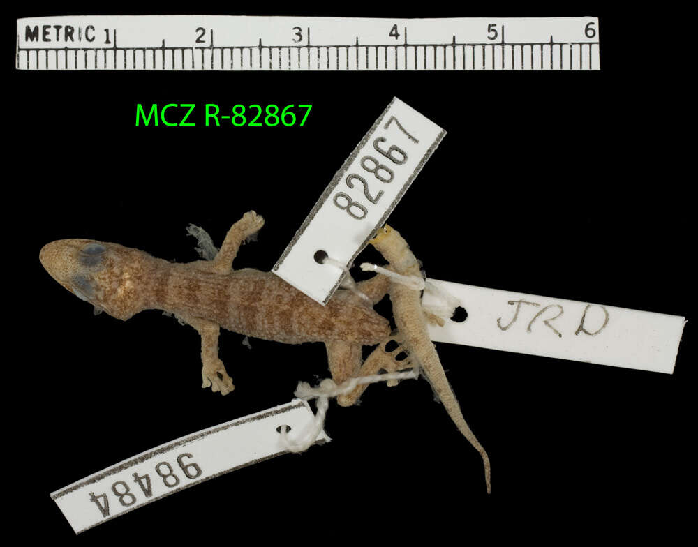 Image of Leaf-toed Gecko