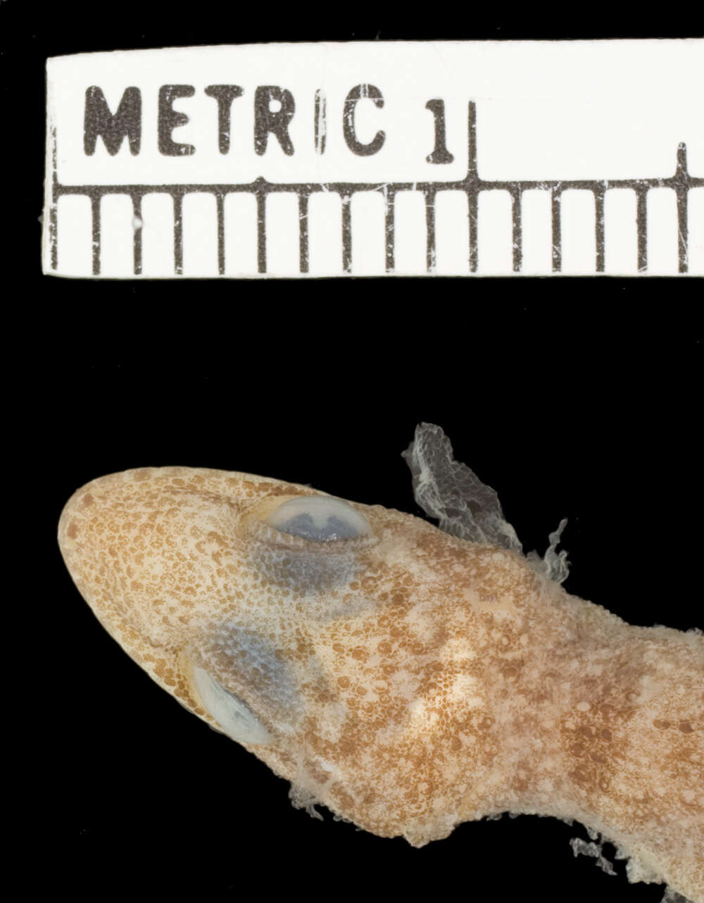 Image of Leaf-toed Gecko