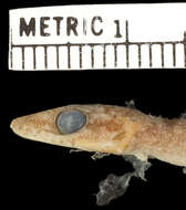 Image of Leaf-toed Gecko