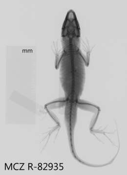 Image of <i>Anolis nubilis</i>