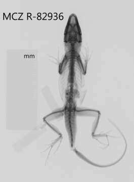 Image of <i>Anolis nubilis</i>